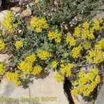 Alyssum serpyllifolium Hábito