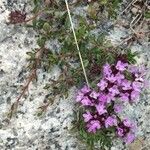 Thymus dolomiticus पत्ता