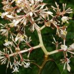 Ardisia standleyana Fruto