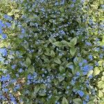 Brunnera macrophyllaFiore