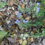 Veronica orsiniana Habitus