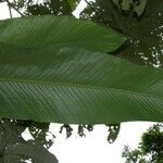 Calathea similis Leaf