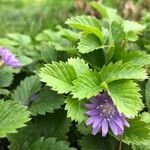 Lactuca alpina Blad