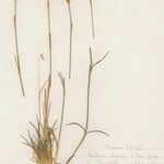 Dianthus arrostoi موطن