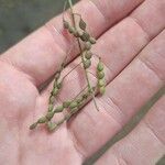 Desmodium tortuosum Fruit