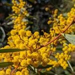 Acacia notabilis Квітка