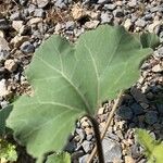 Xanthium strumarium Blatt