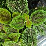 Pilea involucrata Агульны выгляд