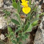 Cytisus decumbens Flor
