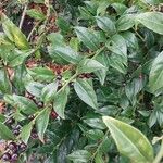 Sarcococca hookeriana Leaf