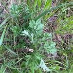 Artemisia vulgarisLeaf