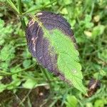 Galeopsis tetrahit Hoja