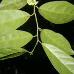 Heisteria acuminata