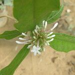 Rauvolfia serpentina Flor
