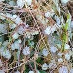 Cuscuta epilinum Flor