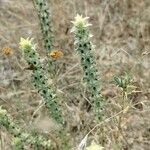Sideritis montana Libunga