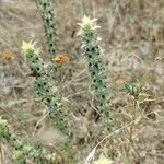 Sideritis montana Habit