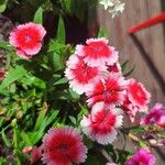 Dianthus chinensis Flower