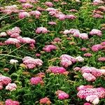 Achillea distans Hábito