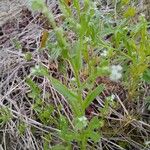 Myosotis macrosperma Leaf