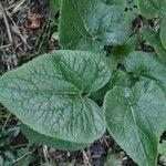 Lunaria redivivaHoja