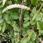 Anredera cordifolia Λουλούδι