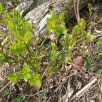 Vaccinium myrtillusFlower