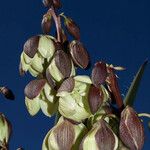 Yucca schidigera Floare