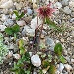 Trifolium pallescens Alkat (teljes növény)