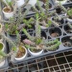 Edithcolea grandis List