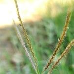 Dichanthium annulatum Flower