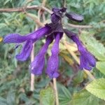 Salvia guaraniticaFlor