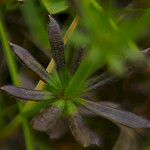 Galium pumilum Blatt