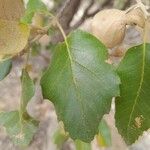 Quercus brantii Yaprak