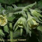 Geum heterocarpum Flor