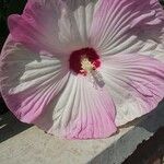 Hibiscus laevis Blomst