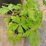 Trollius chinensis ഇല