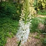 Eremurus himalaicus Blomma