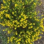 Hypericum empetrifolium Habit