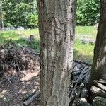 Quercus montana Corteza