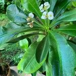 Euphorbia lophogona Blad