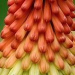 Kniphofia uvaria Outro