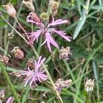 Silene flos-cuculi Flor