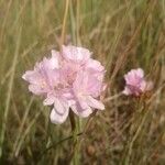 Armeria maritima Sonstige