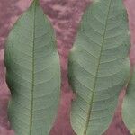 Sclerocroton cornutus List