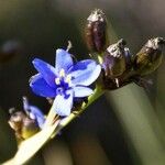 Aristea ecklonii Blüte