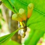 Syzygium aromaticum ᱵᱟᱦᱟ