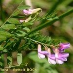 Vicia cassubica Arall