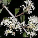 Ceanothus cuneatus Floare