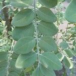 Sophora tomentosa Leaf